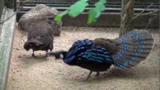 Displaying Palawan Peacock Pheasant [upl. by Ardnos]