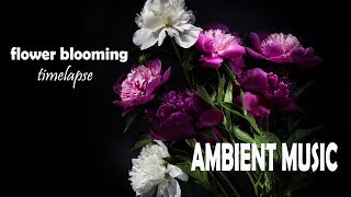 Relaxing Ambient Music amp Beautiful Flower Blooming Timelapse  Chill out amp Meditate Sounds [upl. by Buford]