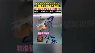 網友把小魚扔進魚缸當飼料，結果一個星期過去小魚還活著，小魚：強者從來不抱怨環境！龍魚 神奇動物在抖音 [upl. by Elsa167]