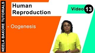 Human Reproduction  NEET  Oogenesis  Neela Bakore Tutorials [upl. by Sirrap]