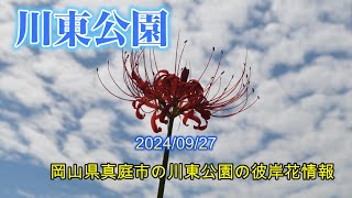 川東公園 岡山県真庭市の川東公園の彼岸花情報 20240927 [upl. by Siegfried]