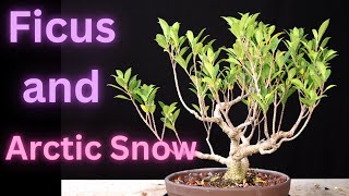 Ficus Microcarpa Tiger Bark Ficus Wrightia Antidysenterica Asian Snow Jasmine Milky Way Snowflake [upl. by Yedok]