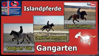 Tölt  Rennpass  Galopp Gangarten Islandpferde Isländer Training Tanja Schienagel [upl. by Ahael]