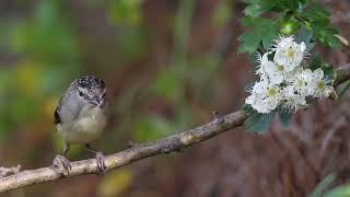 Female Spotted Pardalote Up Close Australian Native Birds Trims [upl. by Maybelle]