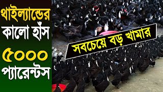 বাংলাদেশে সবচেয়ে বড় ব্ল্যাকহোল হাঁসের খামার  কালো হাঁস পালন পদ্ধতি  Big Duck Farm  Safollo Kotha [upl. by Ainav]