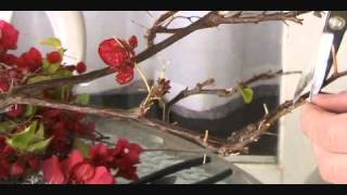 Bougainvillea Bonsai [upl. by Hilly]