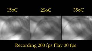 Temperature Changes on Daphnia magna heartbeat [upl. by Illib]