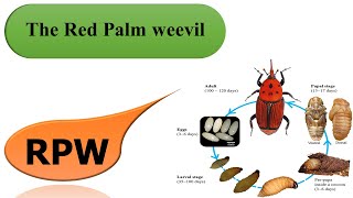 The Red Palm weevil  RPW [upl. by Schuyler]