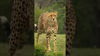 Learning cheetah facts for kids [upl. by Josey]