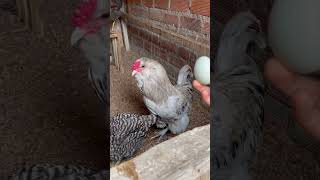 El gallo papá Noel 🎅 shortvideo gallinas crianza [upl. by Ancell969]