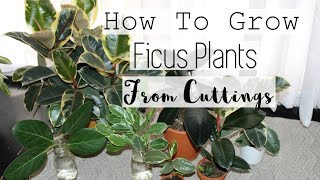 Propagate Any Ficus Tree Plant  How to Propagate Rubber Tree Ficus Houseplants [upl. by Yentruoc]