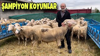 100 KOYUN 4 KÖPEK KARACABEY MERİNOSU KUZUSU ALTIN DEĞERİNDE SATILIYOR [upl. by Gage]