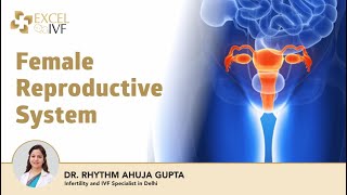 Female Reproductive System  Understanding Female PartsOrgans  Dr Rhythm Gupta  IVF Specialist [upl. by Quenby]