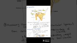 Acromioclavicular Joint [upl. by Ximenes]