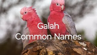 Galah Common Names birds birdslover birdslife birdspecies [upl. by Jimmy255]