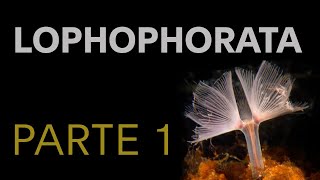 Lophophorata  Parte 1 [upl. by Mcgrody]