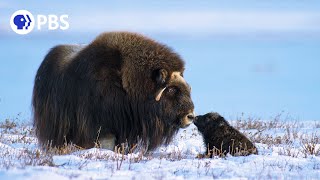 Newborn Muskoxs First Day [upl. by Ahsiekan]