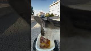 cat feeding at rc car cat catfeeding asmrcatfeeding cute feedinganimals catfeedingasmr [upl. by Ettenuj]