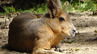 35 Interesting Facts about Patagonian Maras FAQs🤔🤨😉 [upl. by Bausch]