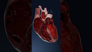 Heart’s blood flow and circulation process 3D animation [upl. by Giddings]