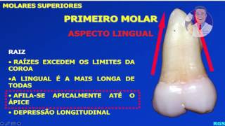 Anatomia externa dos dentes molares superiores permanentes [upl. by Annirac655]