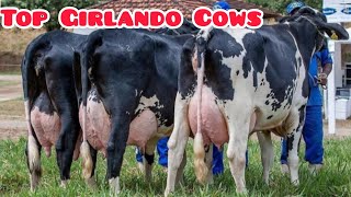 Girlando Cow Farm  Top Class Girlando Cows [upl. by Othella]