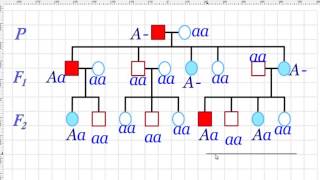 Pedigrí autosómico dominante 2 [upl. by Swor]