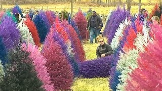 This farm sells colorful Christmas trees 🎄 [upl. by Navada]