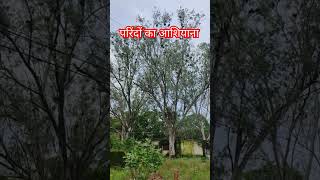 परिंदों का आशियाना parindo ka ashiyana vlog by gulab parana chhattisgarh gulabparana [upl. by Eneles642]