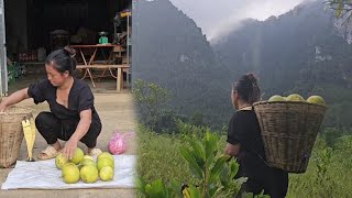 My mother went to pick grapefruit to sell hiên thôn quê [upl. by Frankie]