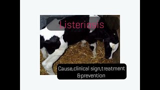 Listeriosis in cattle causeclinical signstreatmentprevention [upl. by Orford]