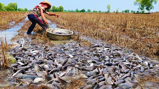 I Catch a lot of Catfish in the Field after Harvest Rice [upl. by Fiske]