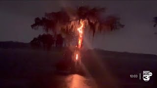 Lighting strikes well known cypress tree in Lake Martin [upl. by Jacklyn221]