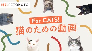 【猫が喜ぶ映像・猫が飽きない動画】ひも・動くネコなど🐱 Games For Cats！音あり30分 [upl. by Nnylirret18]