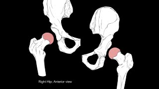 Hip joint structure and actions [upl. by Glynnis]