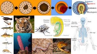 Animal Diversity Sponges Chordates Vertebrates Blastulation Food Chain [upl. by Donnenfeld469]