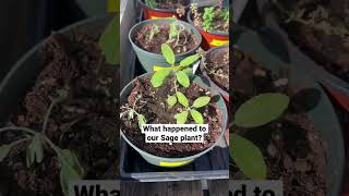 What happened to our Sage Plant In The Garden Indoor Farm greenhouse sage [upl. by Marcoux]