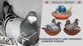 Consanguinity and crossing  carrier pigeon  🇬🇧 ENGLISH VERSION 🇺🇸 [upl. by Navis687]