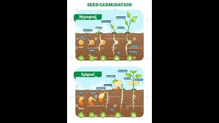 Difference between Hypogeal and Epigeal 🌱🌱  Seed Germination  Short videos ✨✨ ✨ [upl. by Anawal386]