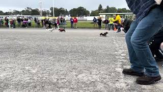 2023 Batavia Downs Wiener Dog Races  Race 3 [upl. by Aciretehs]