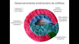 Desenvolvimento de anfÃ­bios de Karoline Silva Zenato [upl. by Gauthier]