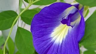 468  How to grow n care AparajitaClitoria Ternatea Blue PeaButterfly Pea plant Hindi Urdu 58 [upl. by Dar582]