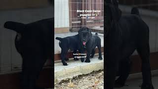 Black Cane Corso puppies available in Texas [upl. by Eimmit]