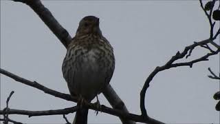 Song Thrush singing  tordo bottaccio in canto [upl. by Attennod]