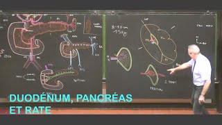 Anatomie du duodénum pancréas et rate Abdomen 2 [upl. by Risley]