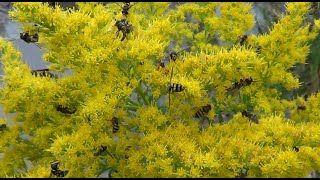 Wasps Find the Last Goldenrod Bush [upl. by Siulesoj]