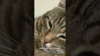 2 surprising facts about cats [upl. by Debbie]