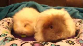 Texel guinea pigs Breed information and care tips [upl. by Pruter]