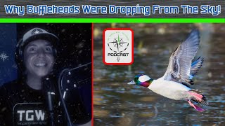 Thousands Of Bufflehead Ducks Fall From The Sky  True Story  The Green Way Outdoors Podcast Clips [upl. by Litnahc]