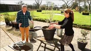 Planter le prunus tomentosa en pot [upl. by Dud282]